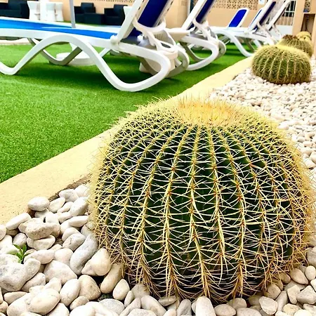 Palmeras * Palma Nova (Mallorca)