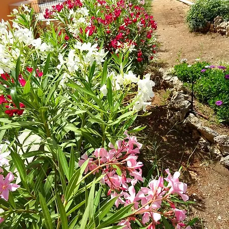 Oleander *