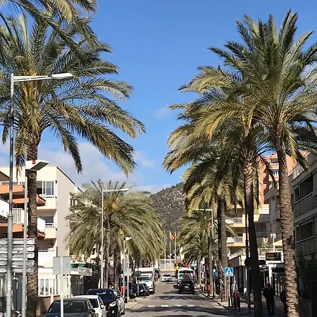 Palmeras Palma Nova (Mallorca)