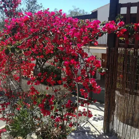 Oleander * Palma Nova (Mallorca)
